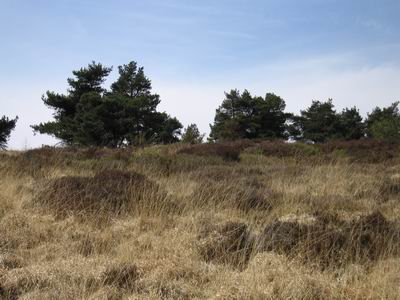 Near Revidge Summit